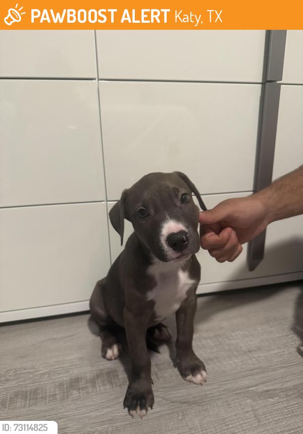 Found/Stray Male Dog last seen Katy hockey, Katy, TX 77493