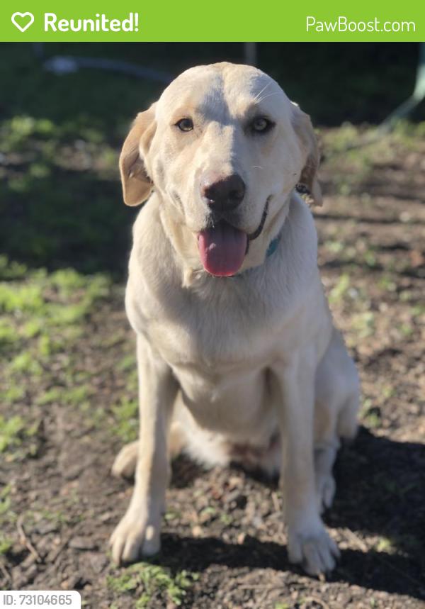 Reunited Female Dog last seen S Caddo St, Cleburne, TX 76031