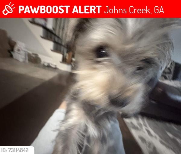 Lost Male Dog last seen Jet's Pizza, 10475 Medlock Bridge Rd, Johns Creek, GA 30097, Johns Creek, GA 30097