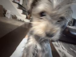Lost Male Dog last seen Jet's Pizza, 10475 Medlock Bridge Rd, Johns Creek, GA 30097, Johns Creek, GA 30097