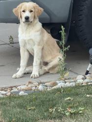 Reunited Male Dog last seen 106th and Madison st, Thornton, CO 80233