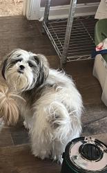 Reunited Female Dog last seen Blossom and Magnolia, Sterling, VA 20166