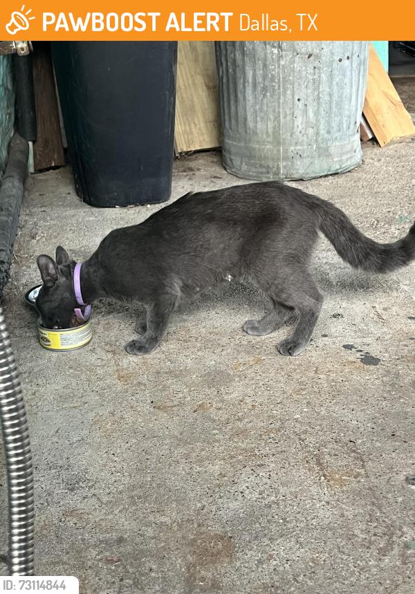 Found/Stray Female Cat last seen Parvia Ave & Pueblo St. 75212, Dallas, TX 75212