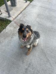 Found/Stray Unknown Dog last seen W Main Street bring held at Ventura RV park, Ventura, CA 93001