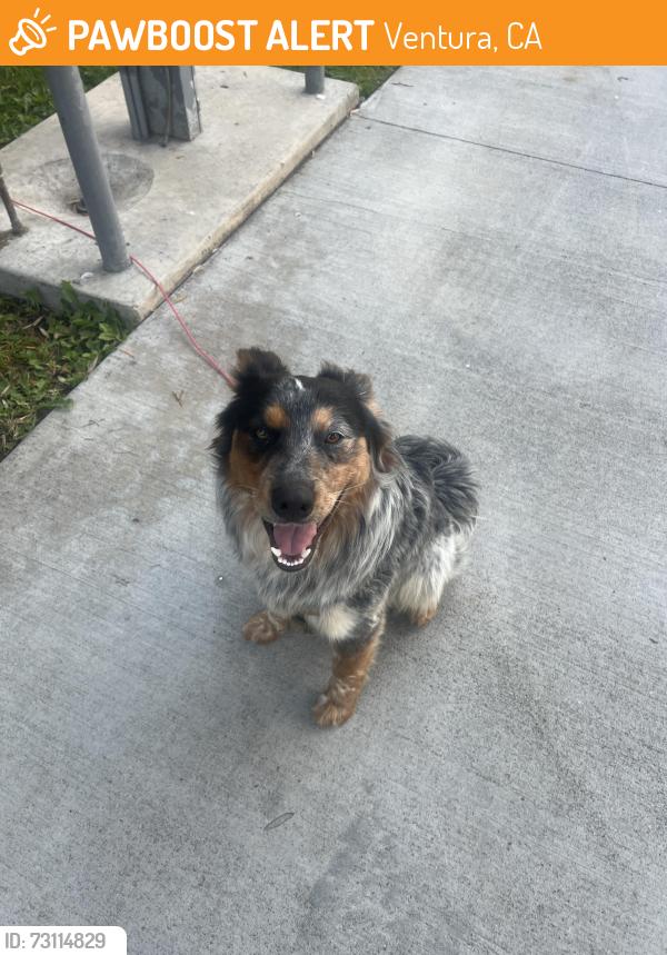 Found/Stray Unknown Dog last seen W Main Street bring held at Ventura RV park, Ventura, CA 93001