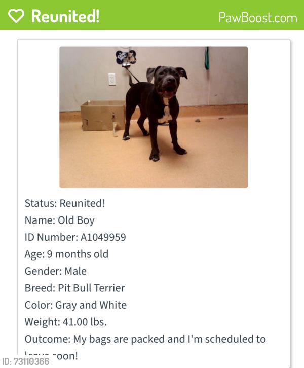 Reunited Male Dog last seen South 6th Street Richmond ca, Richmond, CA 94804