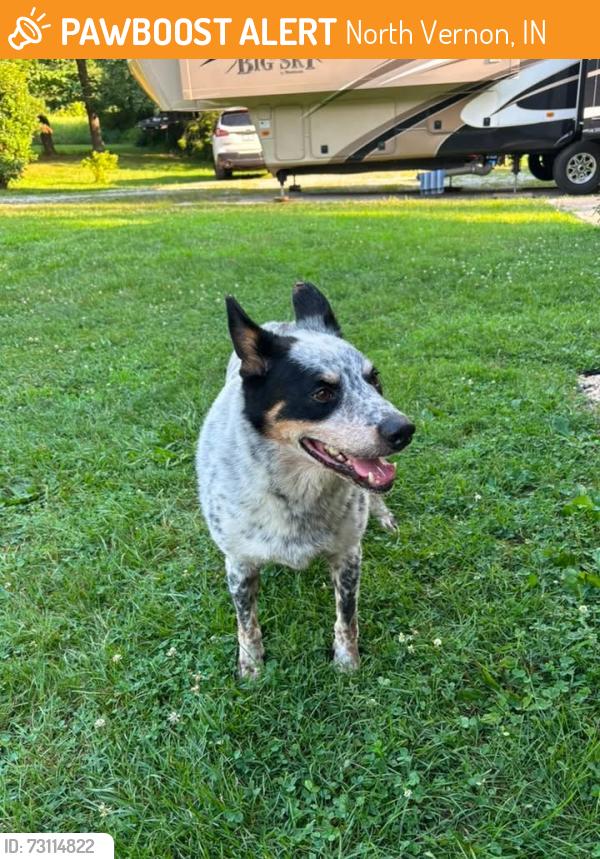 Found/Stray Male Dog last seen State Hwy 50, North Vernon, IN 47265