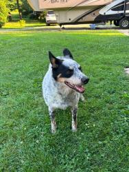 Found/Stray Male Dog last seen State Hwy 50, North Vernon, IN 47265