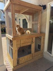 Reunited Male Cat last seen Ellis and Brookhurst, Fountain Valley, CA 92708