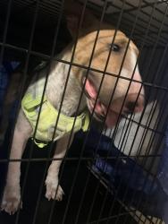 Reunited Male Dog last seen NE 3rd/NE 16th, Ocala, FL 34470
