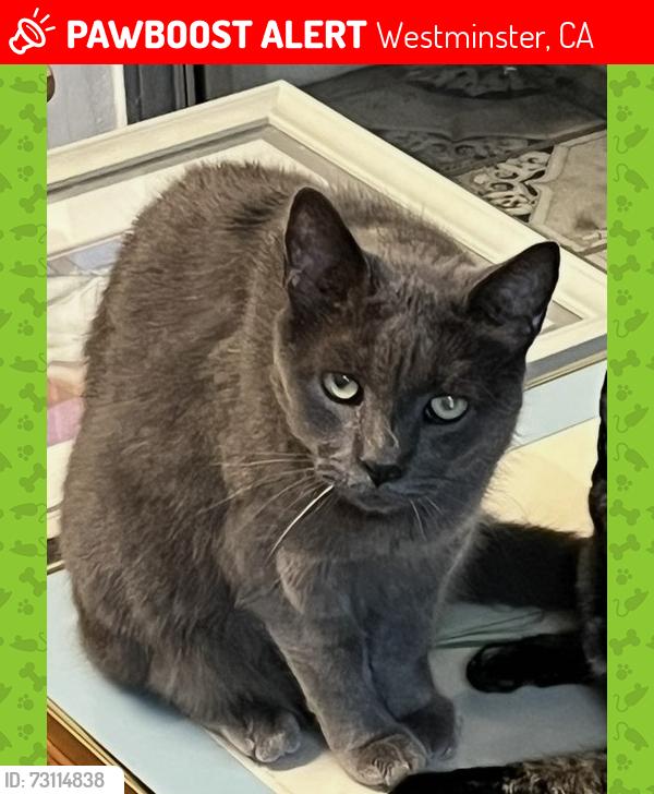 Lost Male Cat last seen Newland and Edinger, Westminster, CA 92683