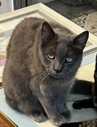 Lost Male Cat last seen Newland and Edinger, Westminster, CA 92683