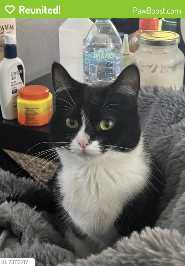 Reunited Female Cat last seen Crestone ln, Colorado Springs, CO 80905