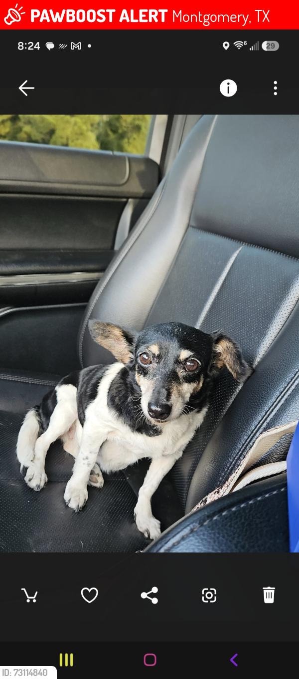 Lost Female Dog last seen Forest circle and Forest Blvd, Montgomery, TX 77356