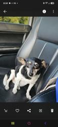 Lost Female Dog last seen Forest circle and Forest Blvd, Montgomery, TX 77356