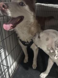 Reunited Male Dog last seen Pecos and Owens, North Las Vegas, NV 89030