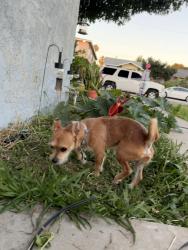 Reunited Male Dog last seen Milton ave and La cuarta st Whittier CA 90602, Whittier, CA 90602