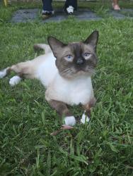 Lost Male Cat last seen Near Tortilleria Milagro, Gwinnett Village, GA 30340
