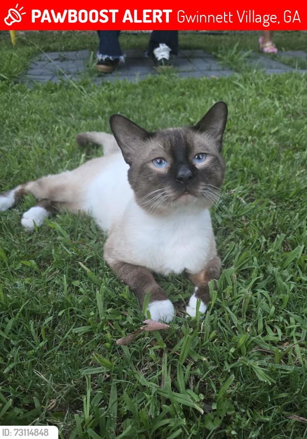 Lost Male Cat last seen Near Tortilleria Milagro, Gwinnett Village, GA 30340