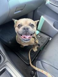 Found/Stray Unknown Dog last seen Florida and Garfield, Huntington Beach, CA 92648