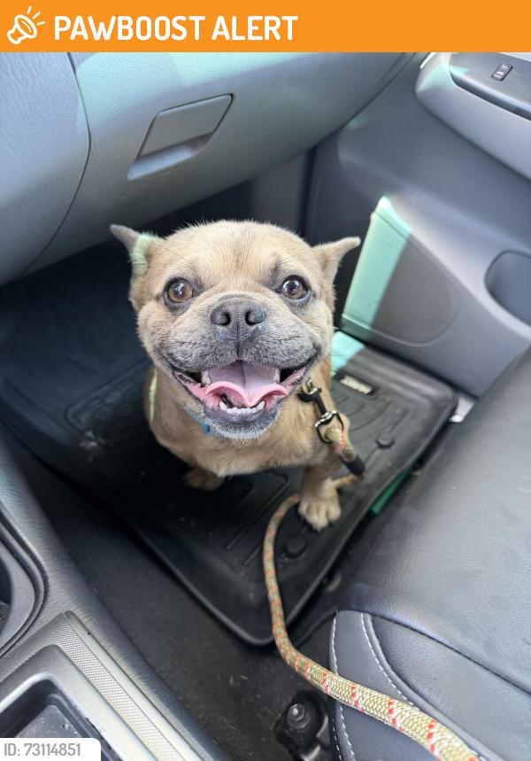 Found/Stray Unknown Dog last seen Florida and Garfield, Huntington Beach, CA 92648