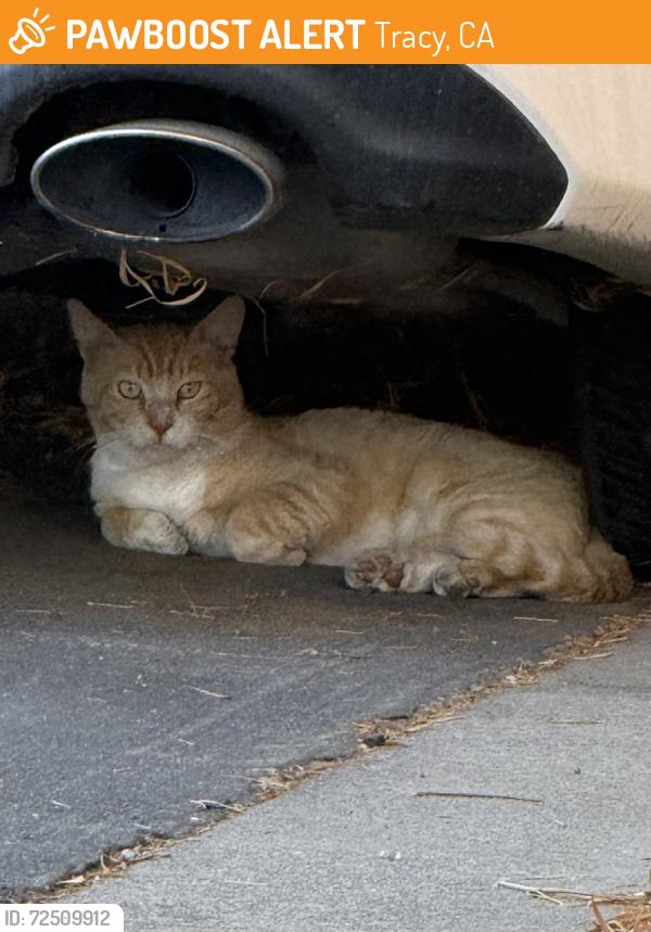 Found/Stray Unknown Cat last seen Basque/Dominique/valpico/Chrissman/MacArthur, Tracy, CA 95304