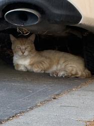 Found/Stray Unknown Cat last seen Basque/Dominique/valpico/Chrissman/MacArthur, Tracy, CA 95304