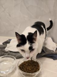Reunited Unknown Cat last seen Near Gainsborough Dr, Fairfax VA, Fairfax, VA 22032