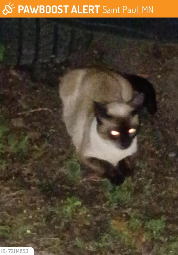 Found/Stray Female Cat last seen 4th St e and hancock, Saint Paul, MN 55106
