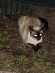 Found/Stray Female Cat last seen 4th St e and hancock, Saint Paul, MN 55106