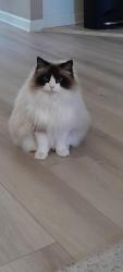 Lost Male Cat last seen St Mary's church rd..Clover Ridge, Morganton, NC 28655