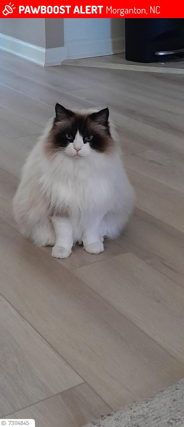 Lost Male Cat last seen St Mary's church rd..Clover Ridge, Morganton, NC 28655