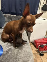 Lost Female Dog last seen Nike store Whittier blvd, East Los Angeles, CA 90022