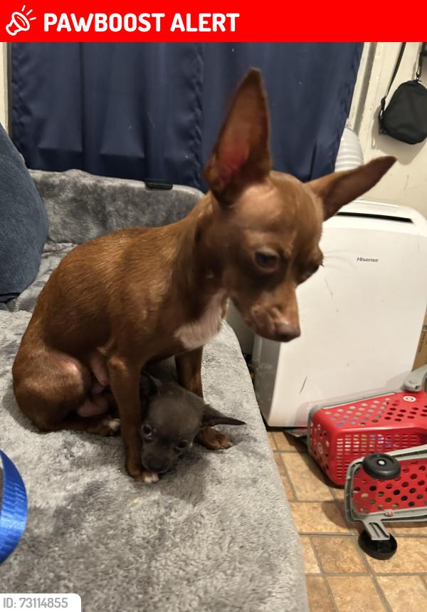 Lost Female Dog last seen Nike store Whittier blvd, East Los Angeles, CA 90022