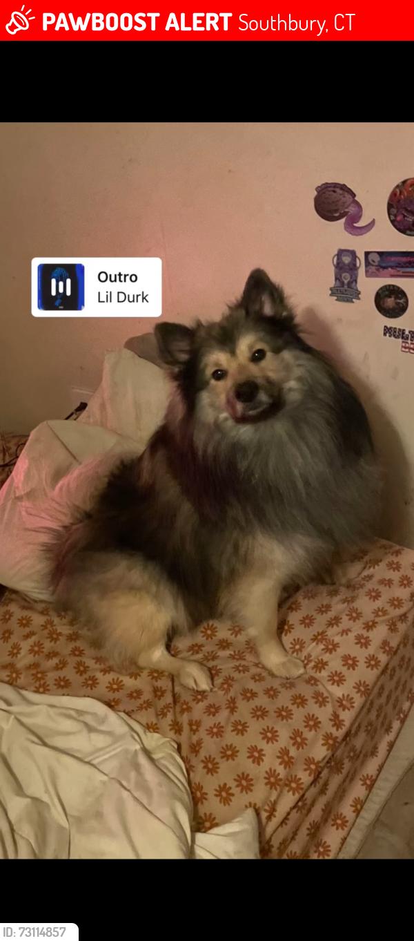 Lost Male Dog last seen Near Roxbury road southbury CT, Southbury, CT 06488