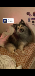 Lost Male Dog last seen Near Roxbury road southbury CT, Southbury, CT 06488