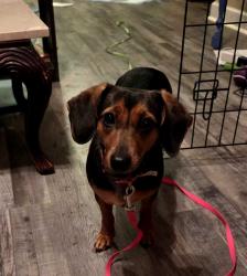 Reunited Female Dog last seen Joiner John Henry, Chattanooga, TN 37421