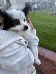 Reunited Unknown Dog last seen 14th and Palm Ave hb ca 92648, Huntington Beach, CA 92648