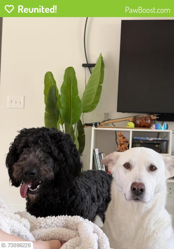 Reunited Female Dog last seen Rothbury dr, Bella Vista, AR 72714