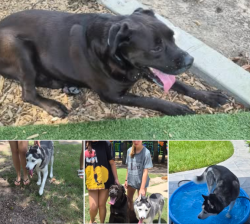 Reunited Male Dog last seen Near Will Clayton Pkwy, Humble, TX 77346, Humble, TX 77346