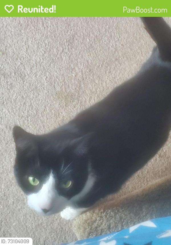 Reunited Female Cat last seen Oak Street, Port Monmouth, Middletown Township, NJ 07758