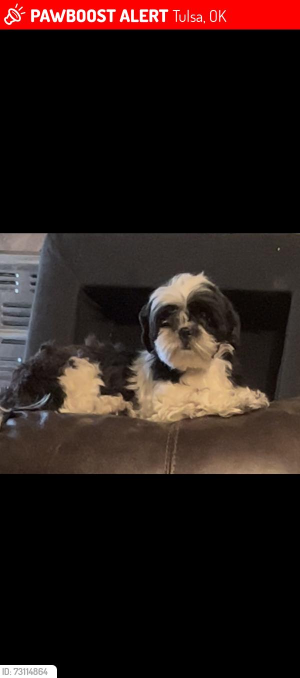 Lost Female Dog last seen E 49th st N & Lewis, Tulsa, OK 74117