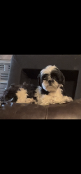 Lost Female Dog last seen E 49th st N & Lewis, Tulsa, OK 74117