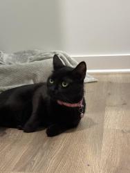 Reunited Unknown Cat last seen Near Oak Lake Blvd, Midlothian, VA 23112, Midlothian, VA 23112