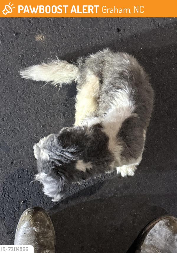 Found/Stray Unknown Dog last seen Near E Elm St Graham NC 27253 United States, Graham, NC 27253