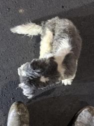 Found/Stray Unknown Dog last seen Near E Elm St Graham NC 27253 United States, Graham, NC 27253