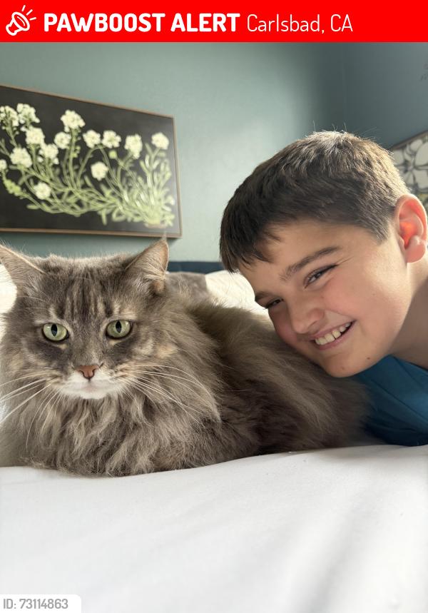 Lost Male Cat last seen Camino Carrillo and Calle Timiteo, Carlsbad, CA 92009