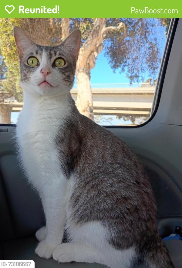 Reunited Female Cat last seen Near Newport Ave, San Diego, CA 92107, San Diego, CA 92107