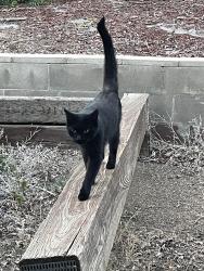 Reunited Unknown Cat last seen Near block 79th Ave, Westminster, CO 80030