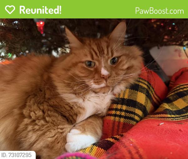 Reunited Male Cat last seen West St/Porter Ave in Old Town, Manassas, VA 20110